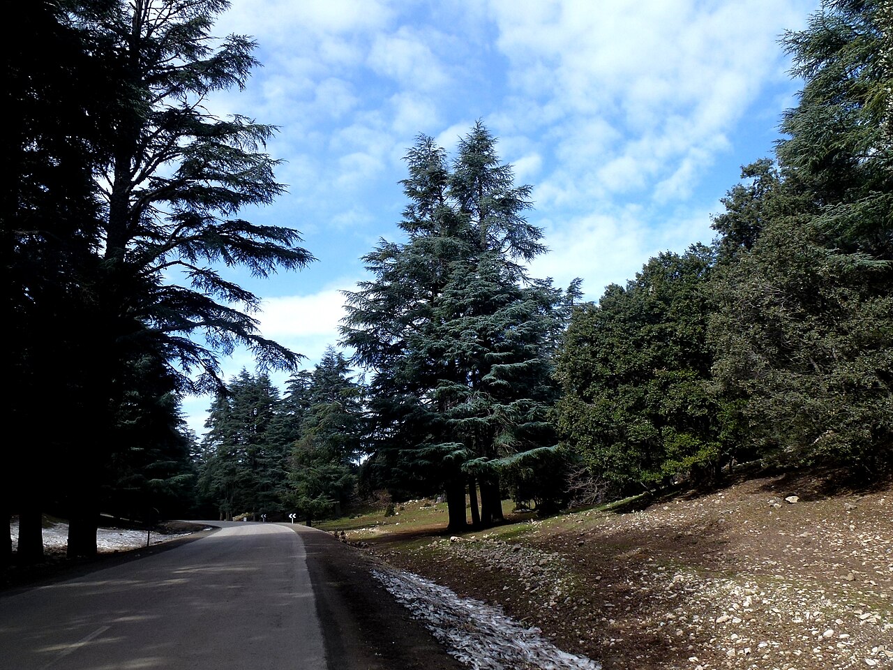 Ifrane — forêt de cèdres de l'Atlas moyen